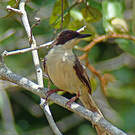 Apalis à tête noire