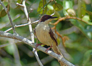 Apalis à tête noire