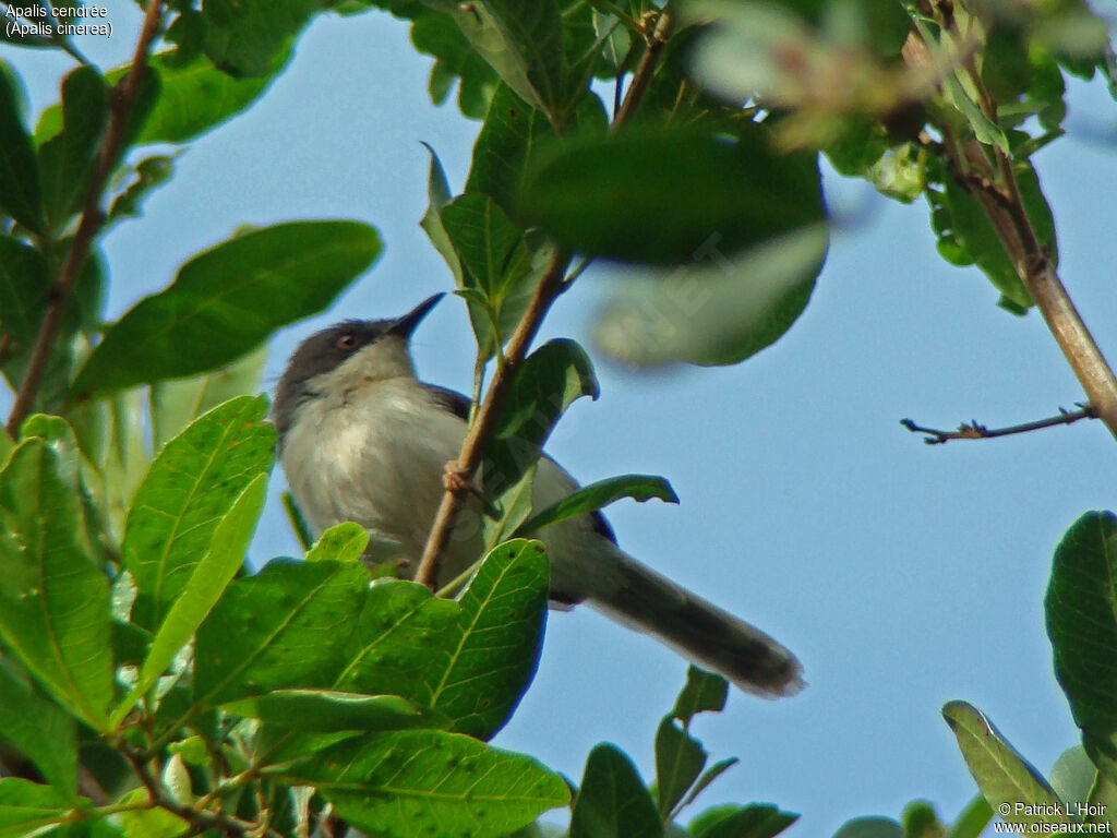 Grey Apalis