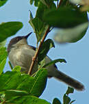 Apalis cendrée