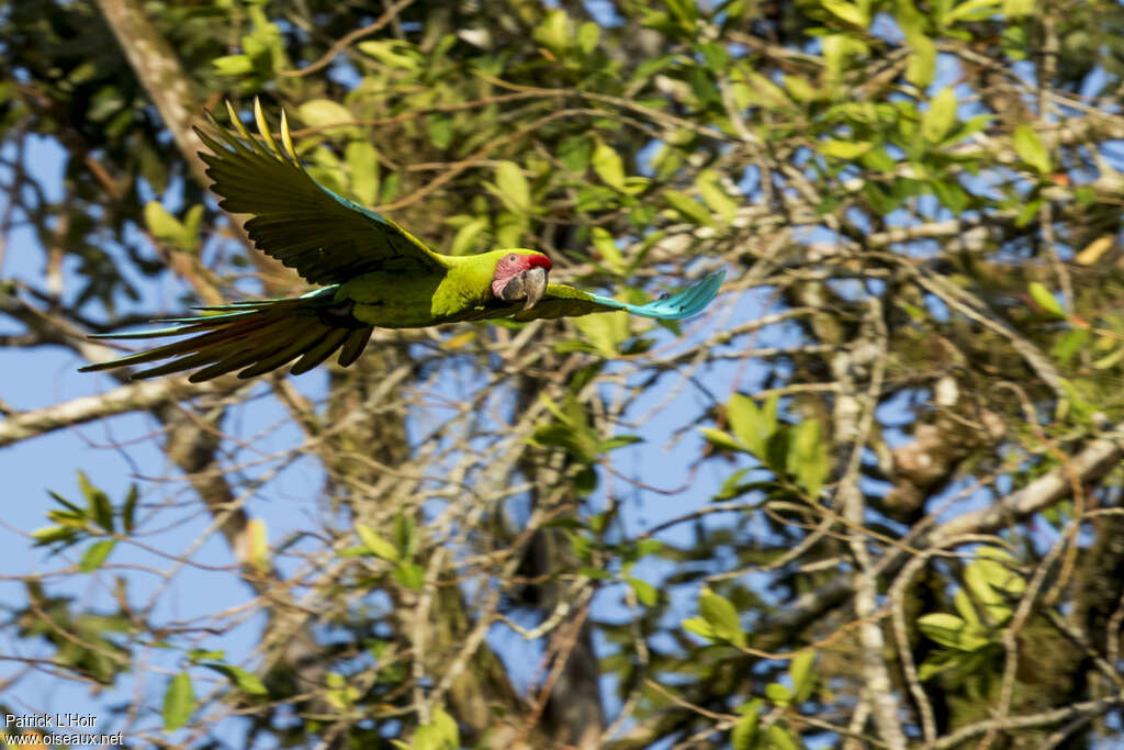 Great Green Macawadult, Flight