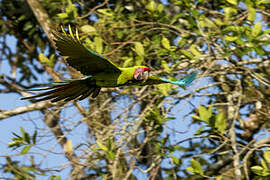 Great Green Macaw