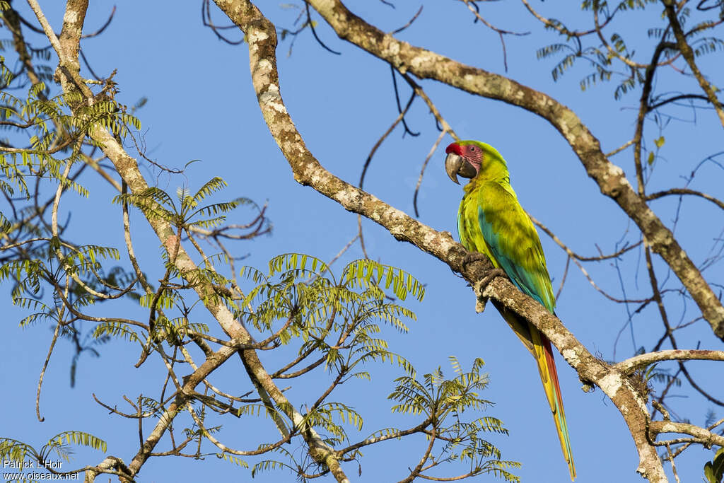 Ara de Buffonadulte, identification