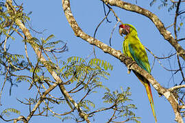 Great Green Macaw