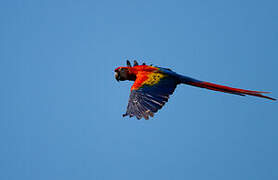 Scarlet Macaw