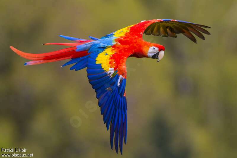 Scarlet Macaw Ara adult - palh216231