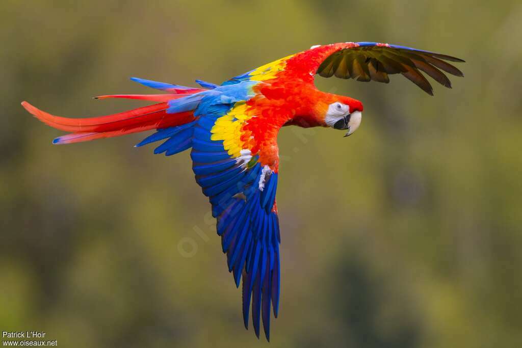 Scarlet Macawadult, Flight