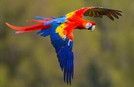 Scarlet Macaw