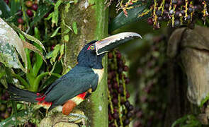 Collared Aracari