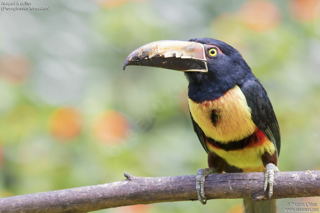 Collared Aracari