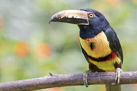 Collared Aracari