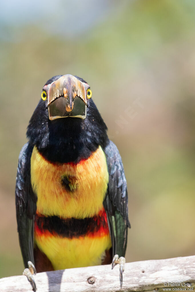 Collared Aracari