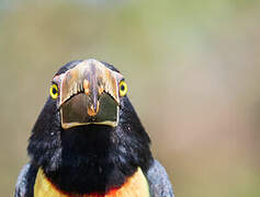 Collared Aracari