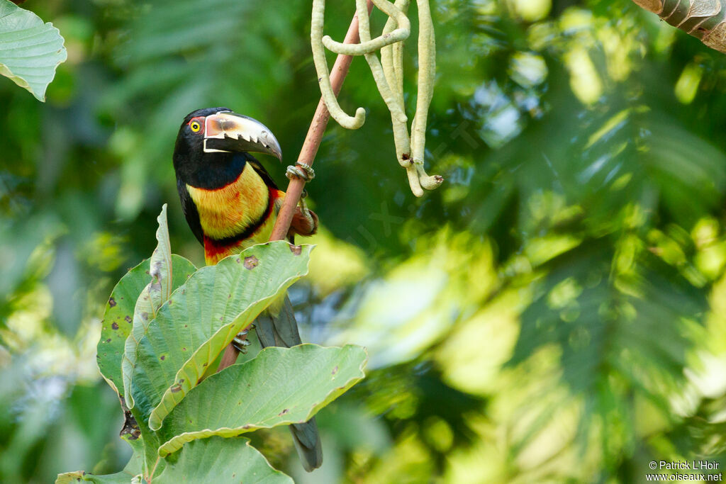 Collared Aracari