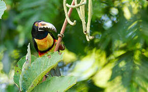 Collared Aracari