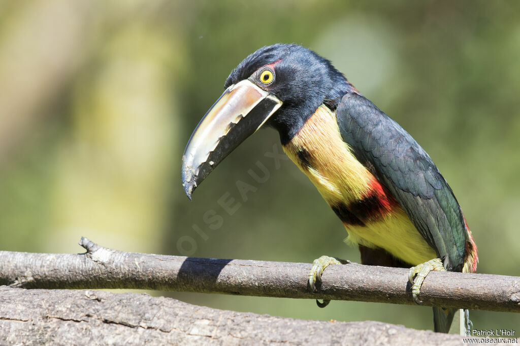 Collared Aracari