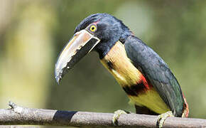 Collared Aracari