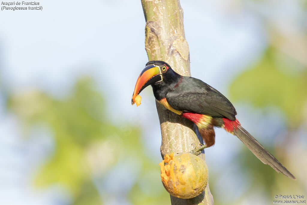 Fiery-billed Aracari