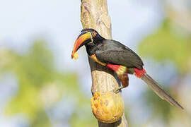 Fiery-billed Aracari