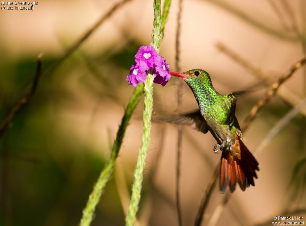 Rufous-tailed Hummingbirdadult