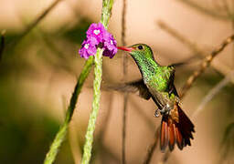 Rufous-tailed Hummingbird