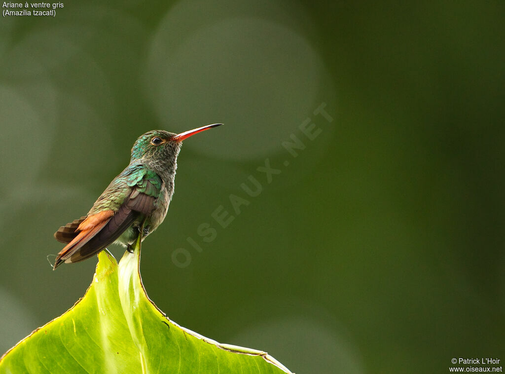 Rufous-tailed Hummingbirdadult