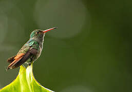 Rufous-tailed Hummingbird