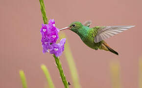 Rufous-tailed Hummingbird