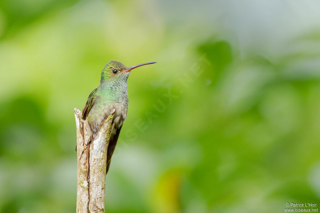 Rufous-tailed Hummingbird