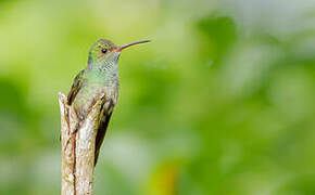 Rufous-tailed Hummingbird