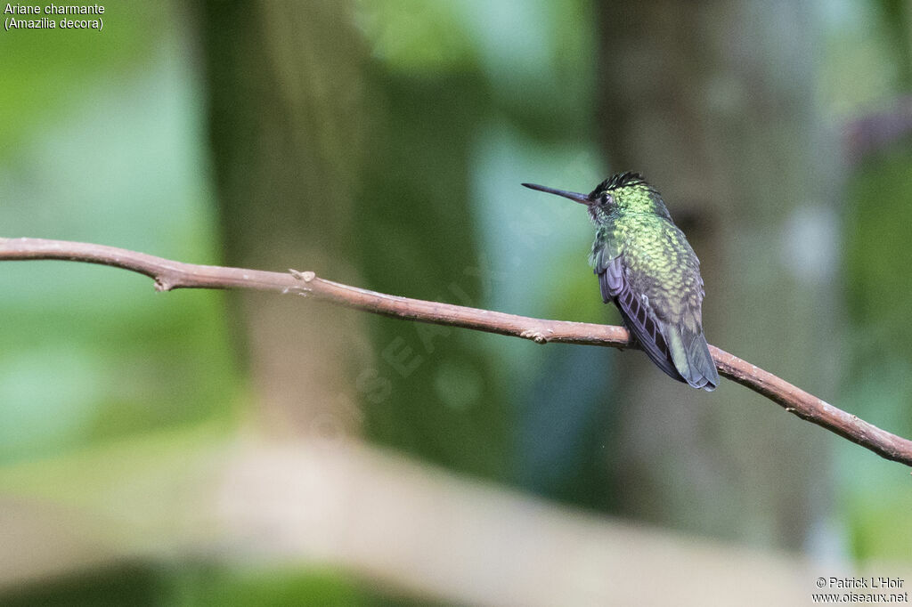 Charming Hummingbird