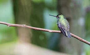 Charming Hummingbird