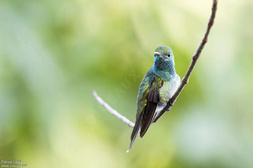 Mangrove Hummingbird male adult, close-up portrait