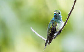 Mangrove Hummingbird