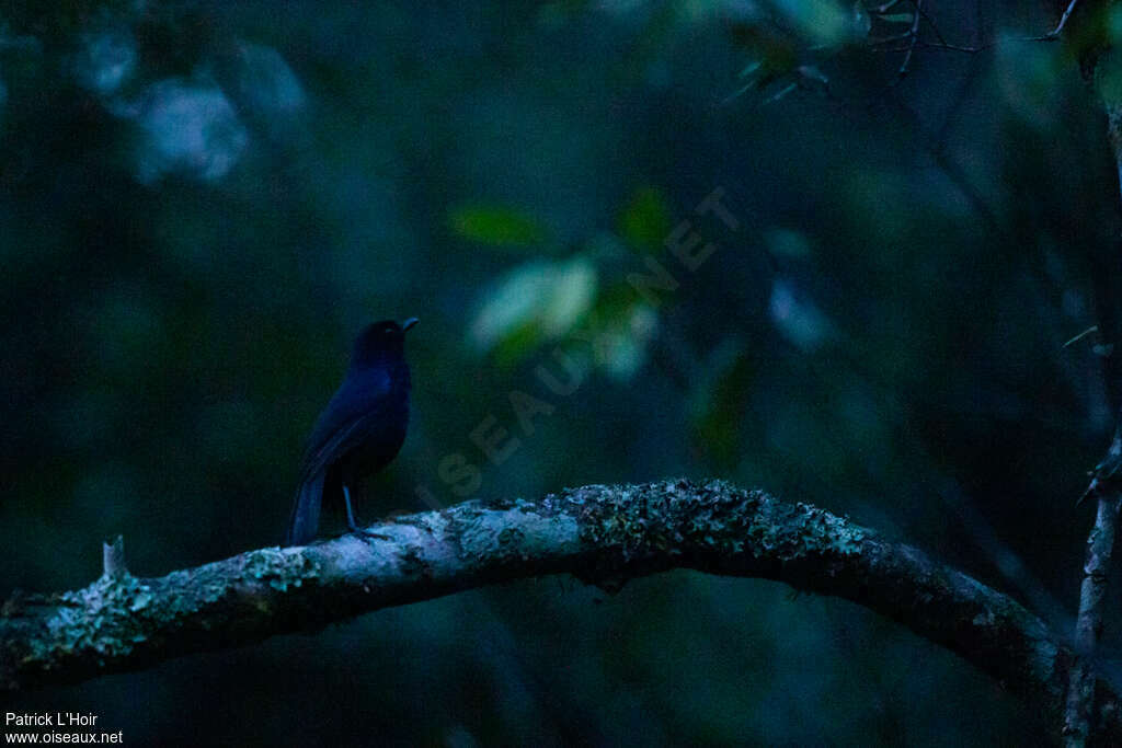 Sri Lanka Whistling Thrush male adult, identification