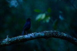 Sri Lanka Whistling Thrush