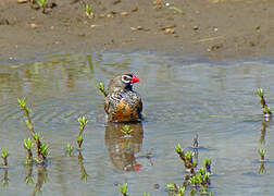 Quailfinch