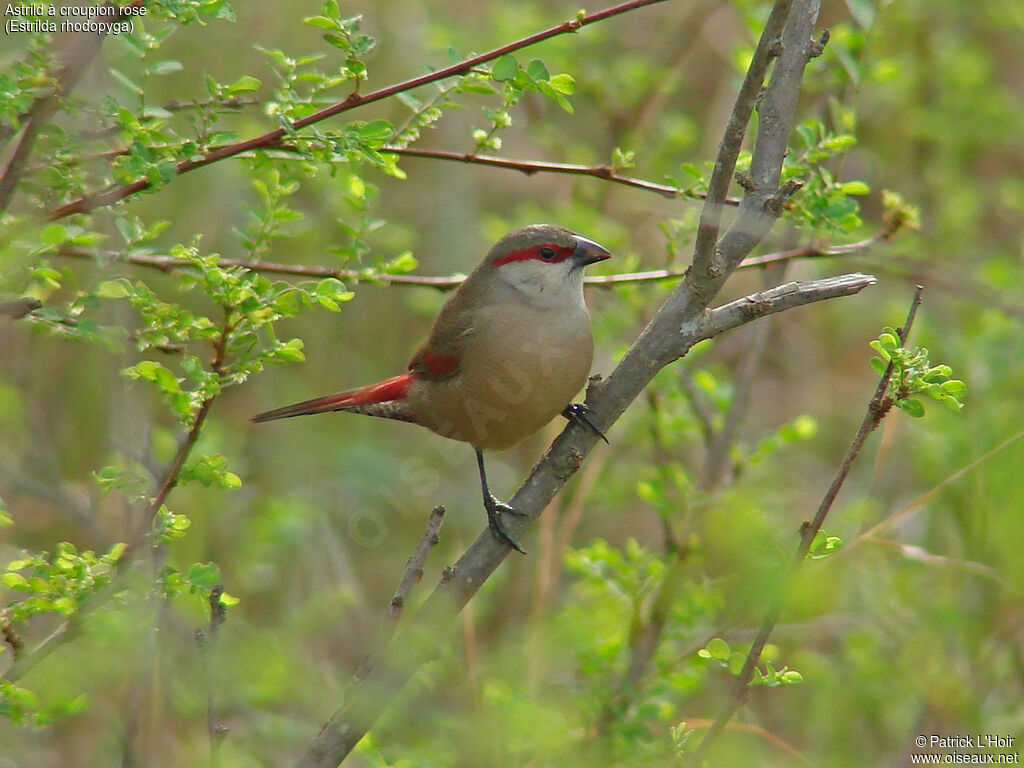 Astrild à croupion rose