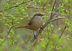 Crimson-rumped Waxbill