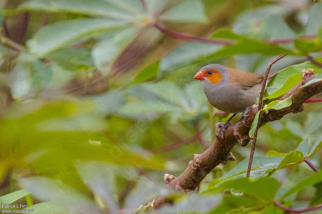 Orange-cheeked Waxbilladult, habitat, pigmentation