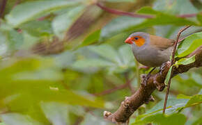 Orange-cheeked Waxbill