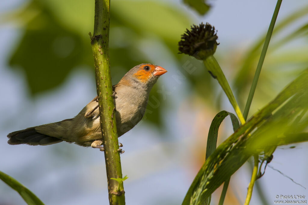 Orange-cheeked Waxbill