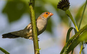 Orange-cheeked Waxbill