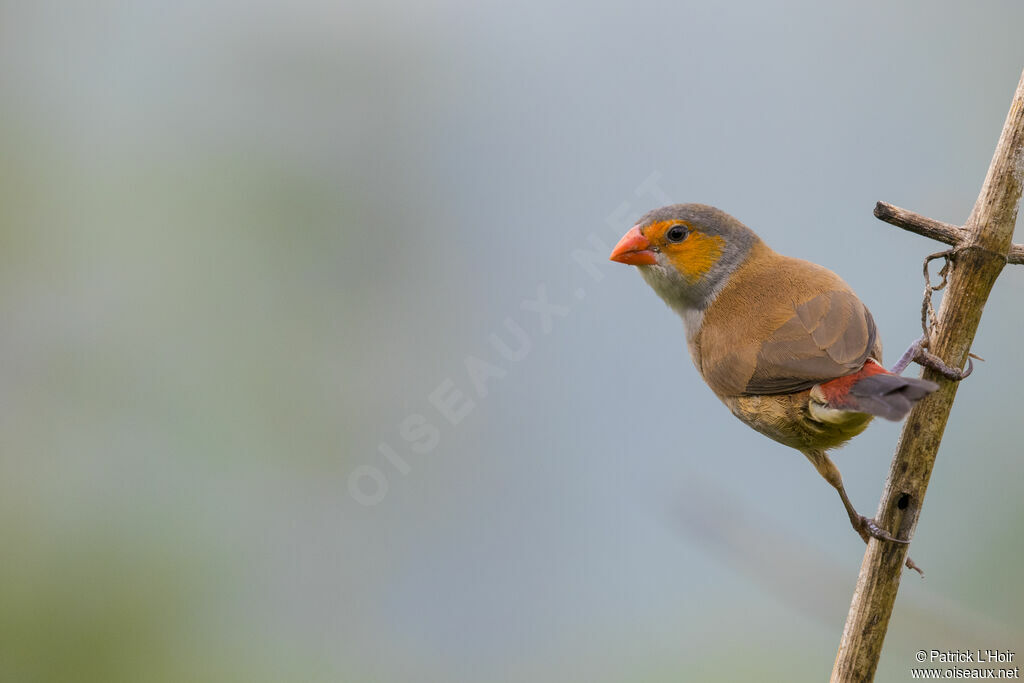 Orange-cheeked Waxbill