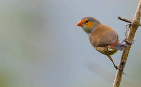 Orange-cheeked Waxbill