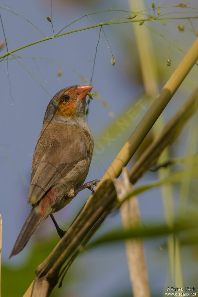 Orange-cheeked Waxbill