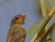 Orange-cheeked Waxbill