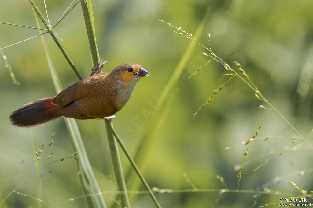 Orange-cheeked Waxbilljuvenile