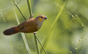 Orange-cheeked Waxbill