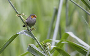 Orange-cheeked Waxbill